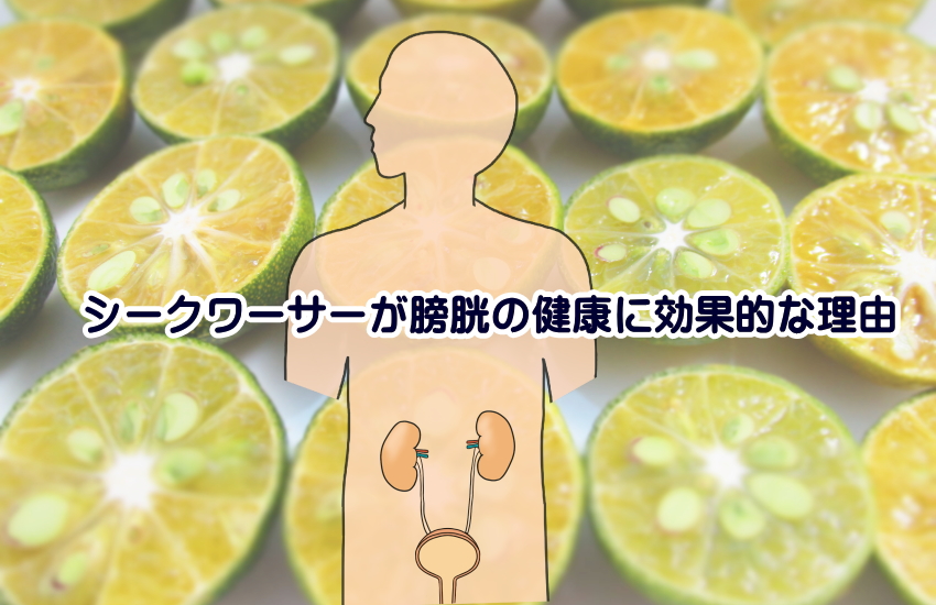 ークワーサー　膀胱