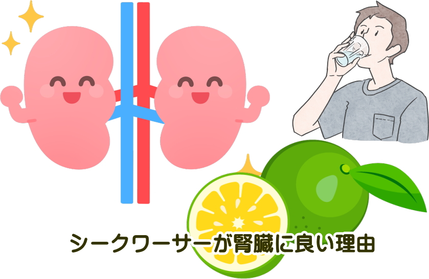 【シークワーサーと腎臓の真実】eGFRボーダーラインの40代が知るべきノビレチンの効果