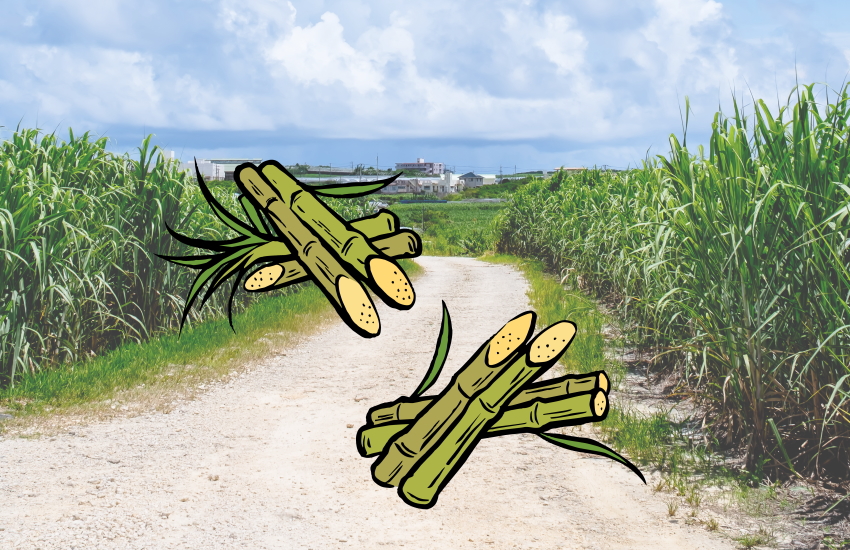 泡盛 サトウキビ