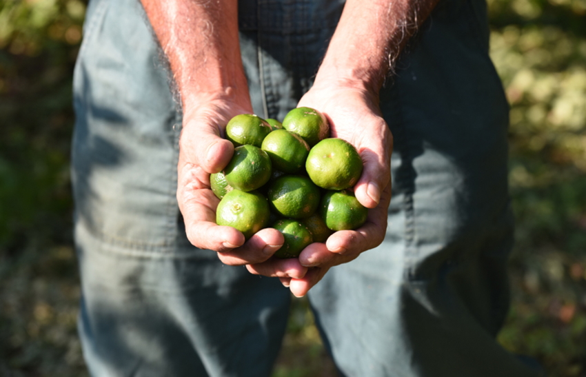 青切りシークワーサー